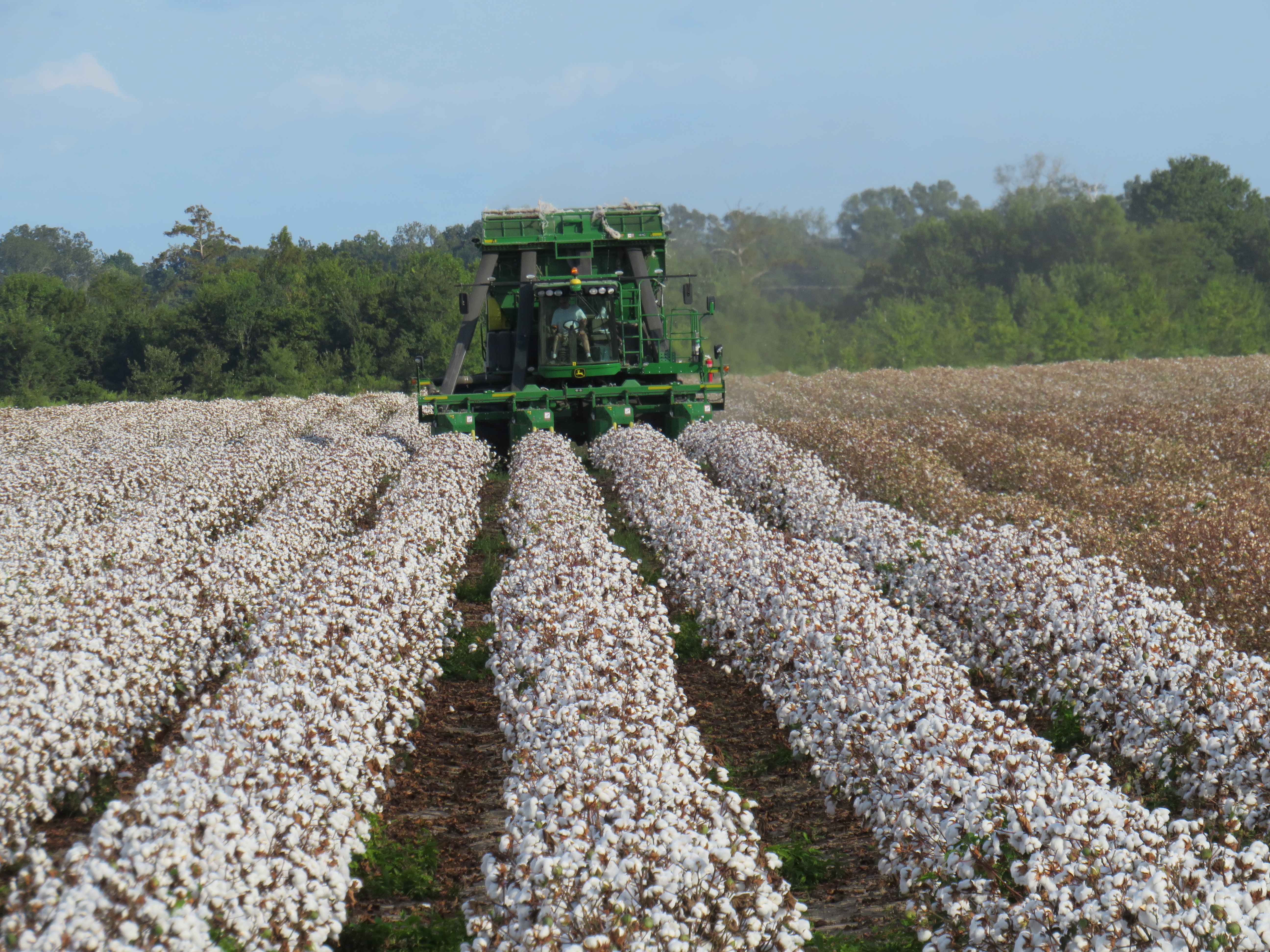 Increasing Yield and Quality Continue in Cotton Breeding 
